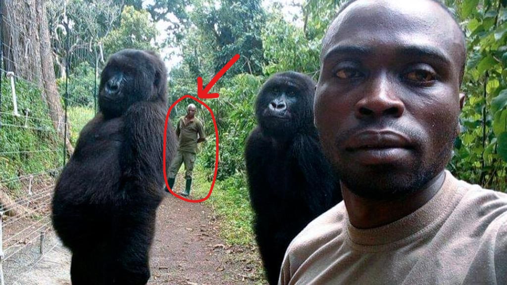 GORILLA VIRUNGA - RANGER ETICOSCIENZA SELFIE