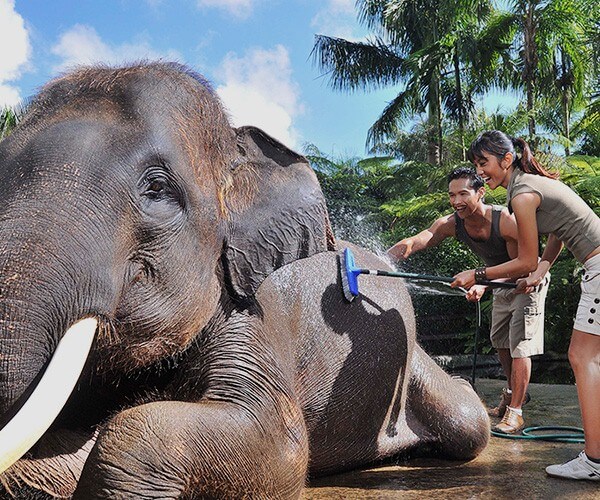thailandia elefanti; santuari etici