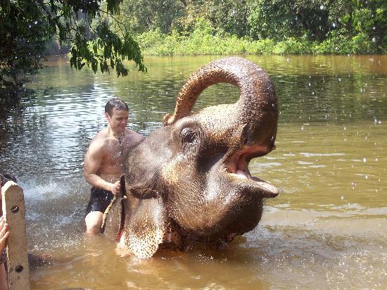 thailandia elefanti; santuari etici