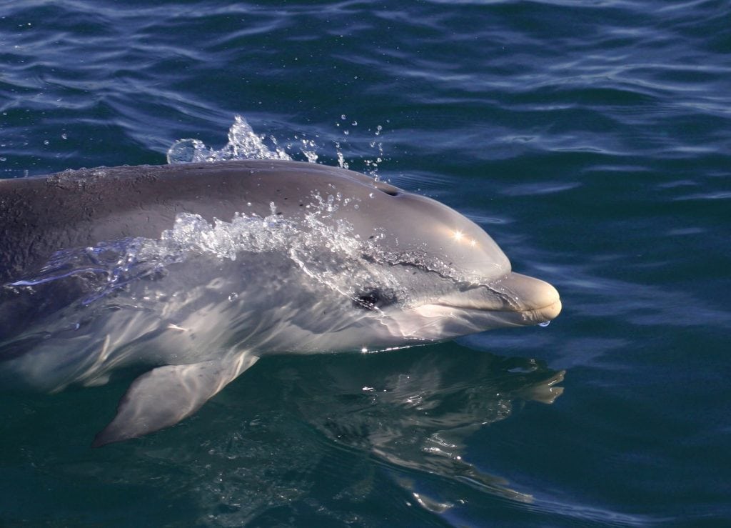 caccia delfini