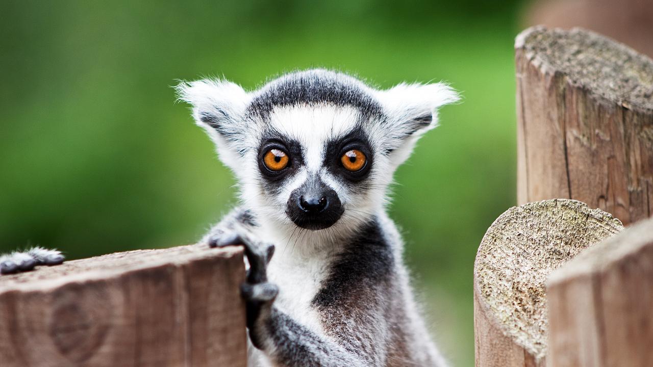 yoga lemuri