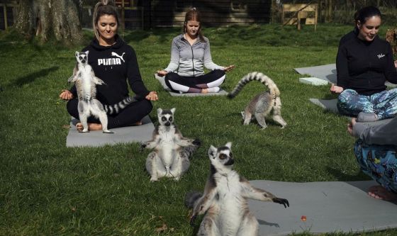 yoga lemuri