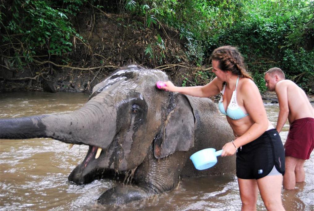 turismo thailandia elefanti