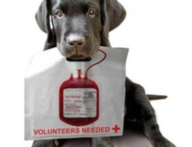 Donazioni sangue cani