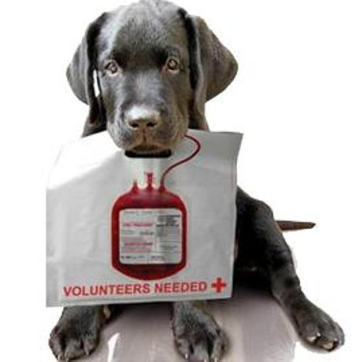 Donazioni sangue cani