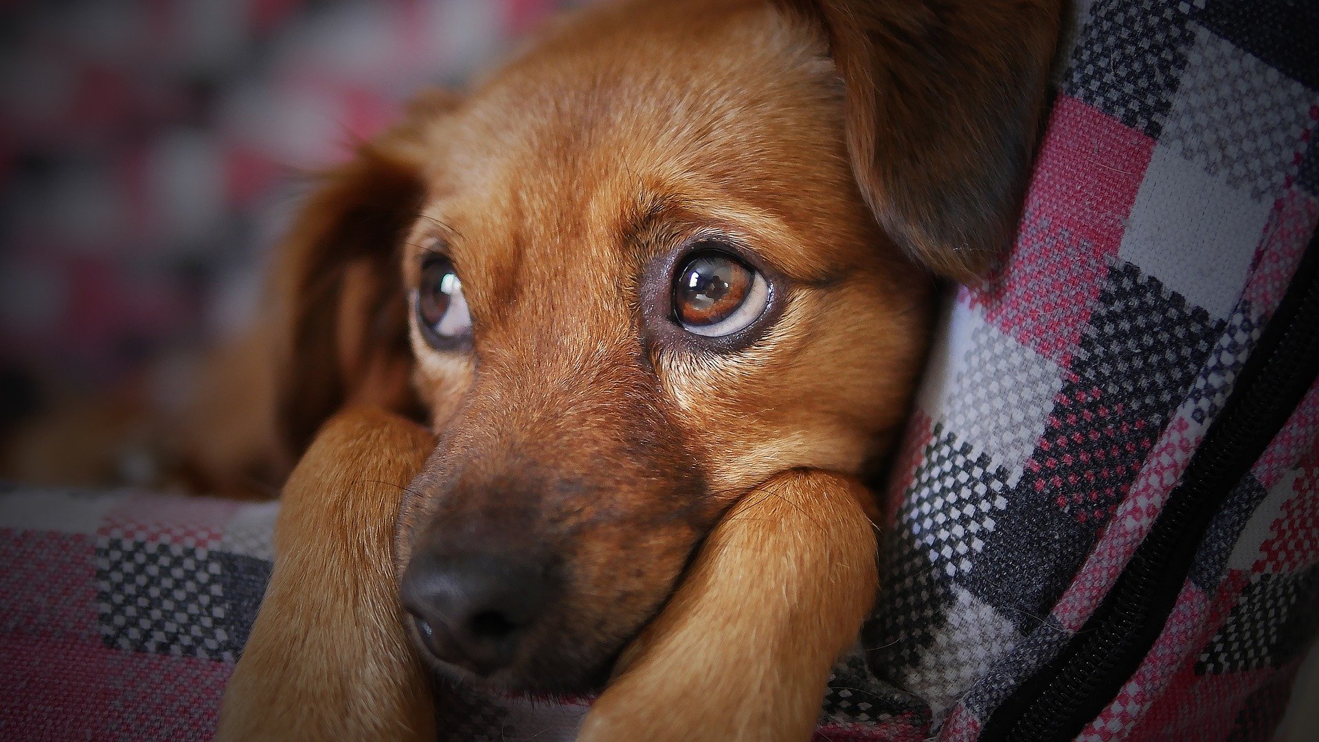 cani co-evoluzione