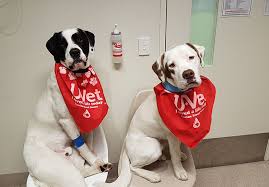 donazioni sangue cani