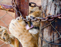 stop canned hunting