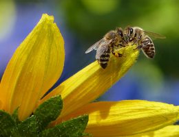 bee sipping nectar on flower during daytime