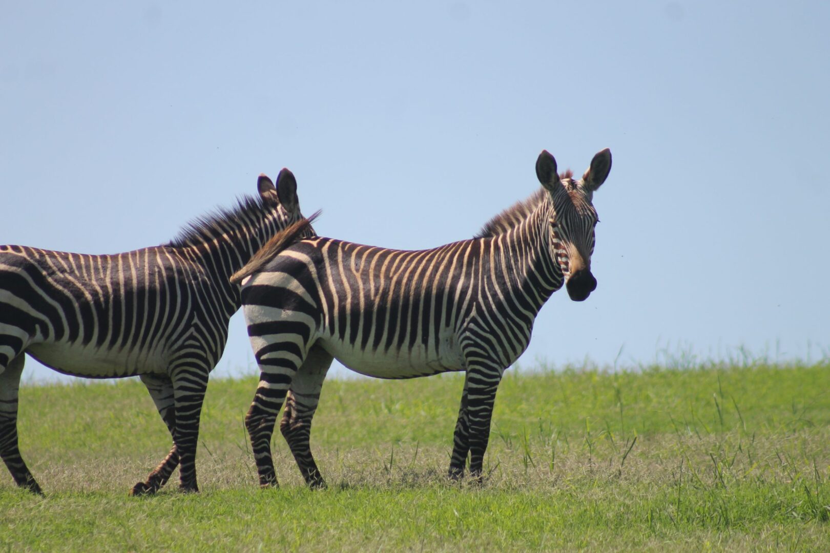 safari africa responsabili